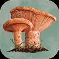Mycelia
