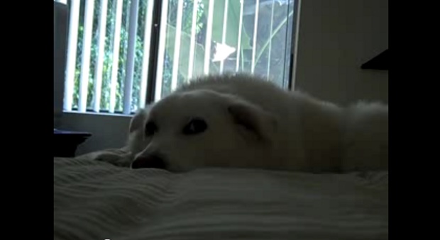 E3 10: My dog Luna's impressions of E3 Day One