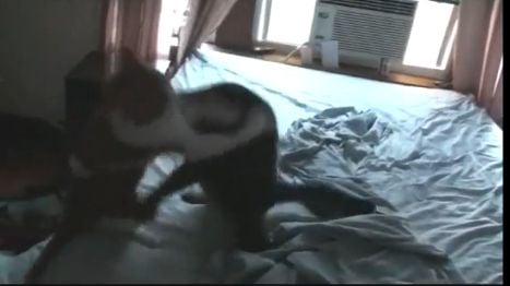 Weekend Destructainment: Meow meow meow