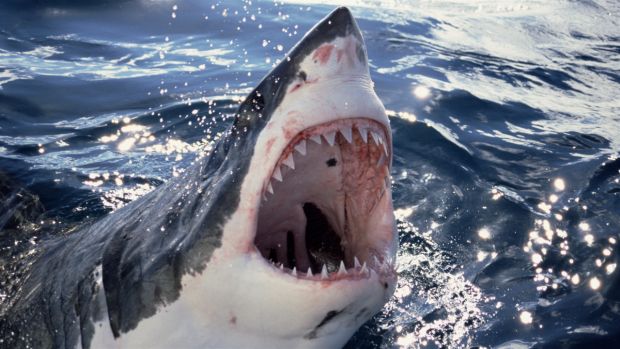 Learn and have fun with Nat Geo Challenge! Wild Life