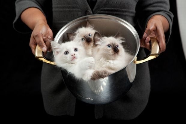 The Daily Hotness: Kitties!