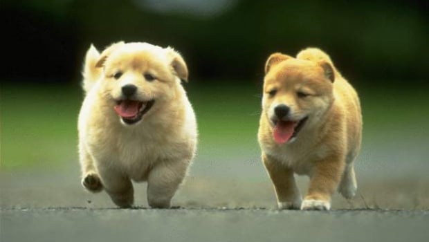 Kevin Butler threatens puppies
