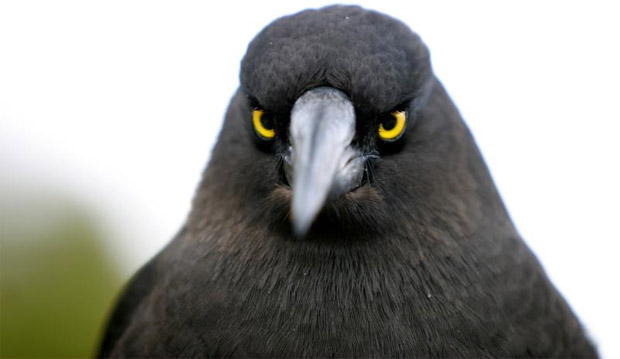 Rovio bringing Angry Birds over to 3DS