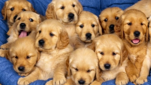 Miyamoto wanted fifteen versions of Nintendogs