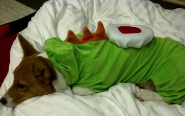 Corgi in a Yoshi outfit! Corgi in a Yoshi outfit!