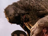 A look at the executions in the Gears of War 3 beta