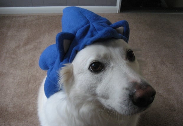 E3: My dog Luna wearing a Sonic the Hedgehog hat