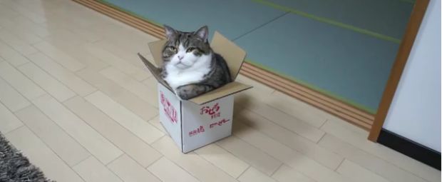 The Daily Hotness: Cat with a box!