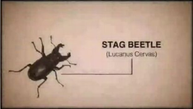 Fun Fact: 20 different bugs in Centipede: Infestation