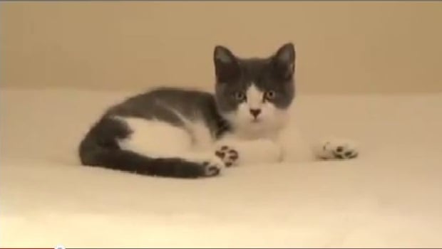 The Daily Hotness: I'm a stupid cat!