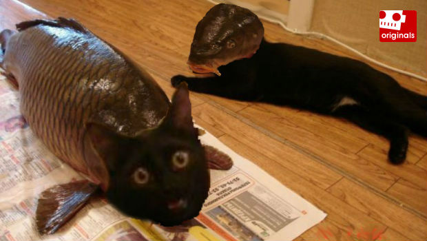 Comments of the week: Fishcats