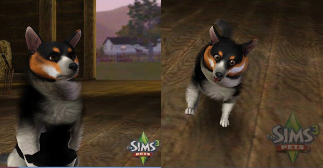 My corgi has been Simified! The Sims 3 Pets is coming