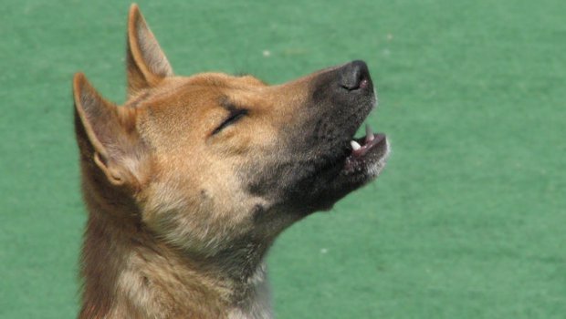 The Daily Hotness: Singing dogs are endless entertainment
