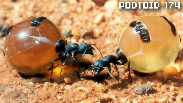 Podtoid 174: Ant Honey