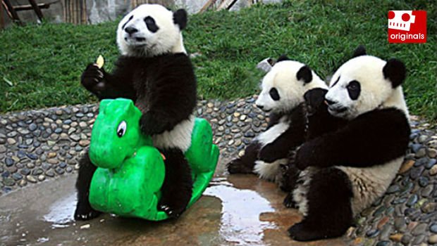 Comments of the Week: For the discerning panda