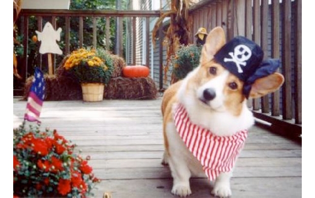 Bohemia Interactive claims 100 pirates for every 3 buyers