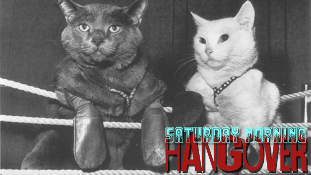 Live show: Saturday Morning Hangover is a contender