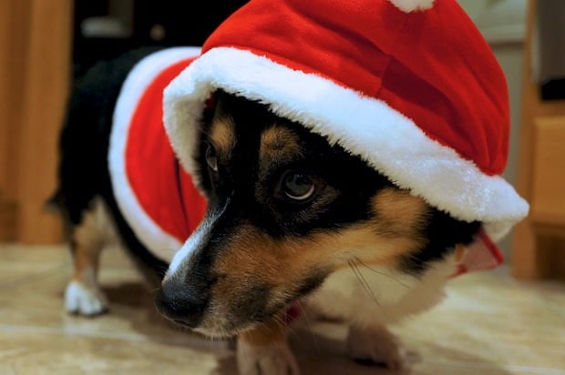 Merry Christmas, Destructoid!