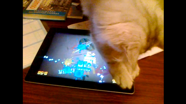 These cats are better than you at Fruit Ninja