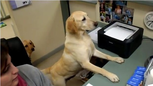 The Daily Hotness: Give this dog a receipt