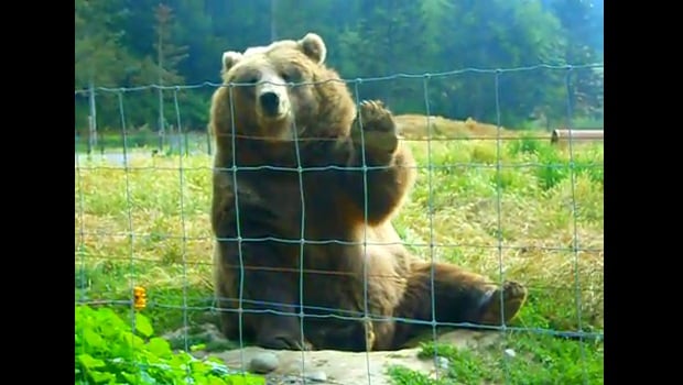 The Daily Hotness: Waving Bear