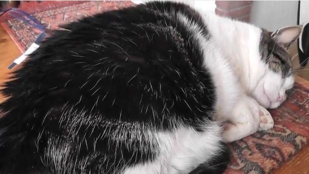 The Daily Hotness: Sleeping cat