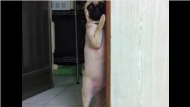 The Daily Hotness: Embarrassed Pug