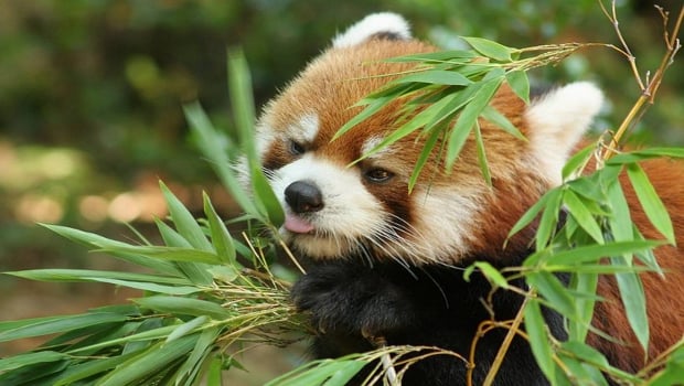 The Daily Hotness: Red panda love