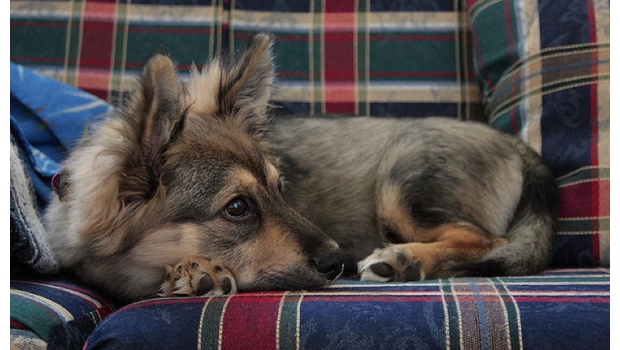 The Daily Hotness: Corgi German Shepherd