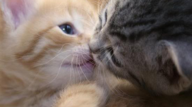 That's Adorable: The wonderful world of PAX East 2012