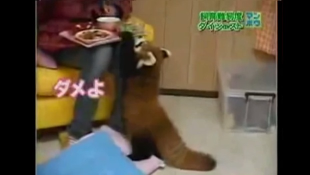 The Daily Hotness: Red pandas are jerks