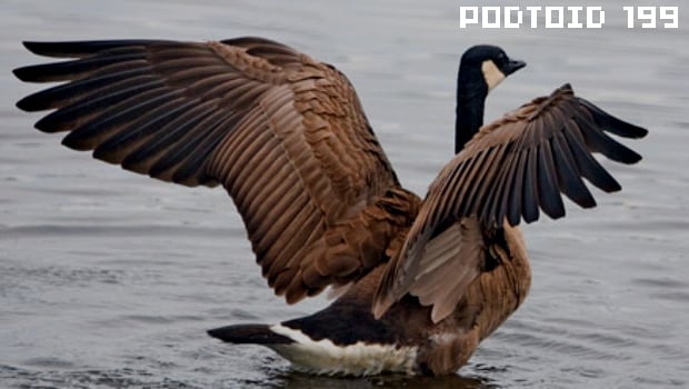Podtoid 199: Goose Penis