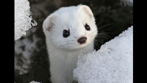 The Daily Hotness: Snow weasel