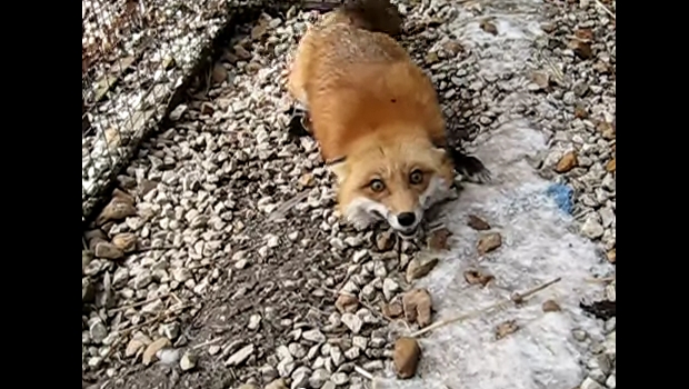 The Daily Hotness: Laughing fox