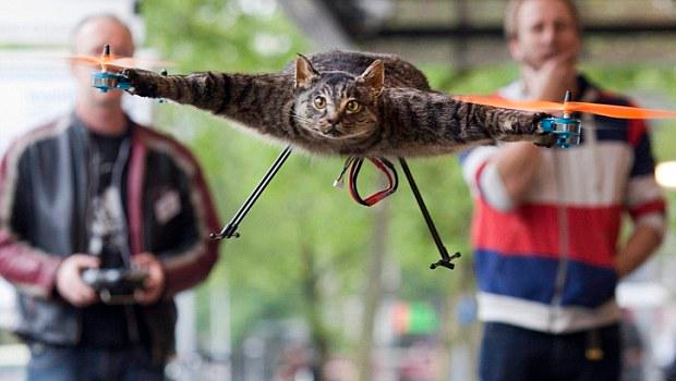 The Daily Hotness: Helicopter cat