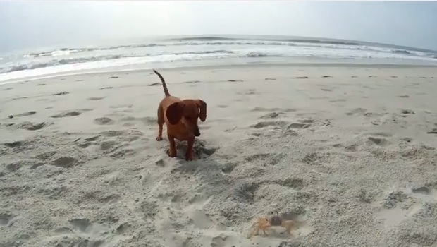 The Daily Hotness: Daschund vs. a Crab