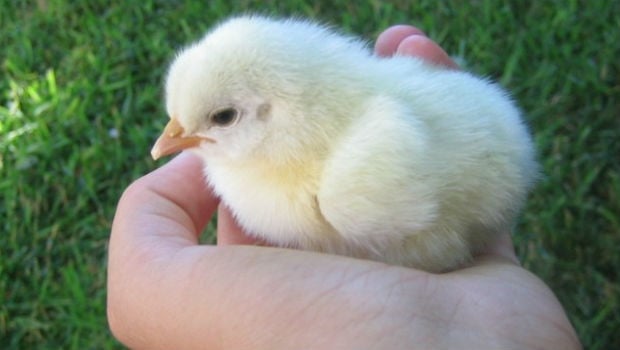 Nintendo Download: Baby Chicken Edition