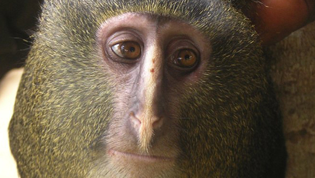 The Network Roundup: Monkey business