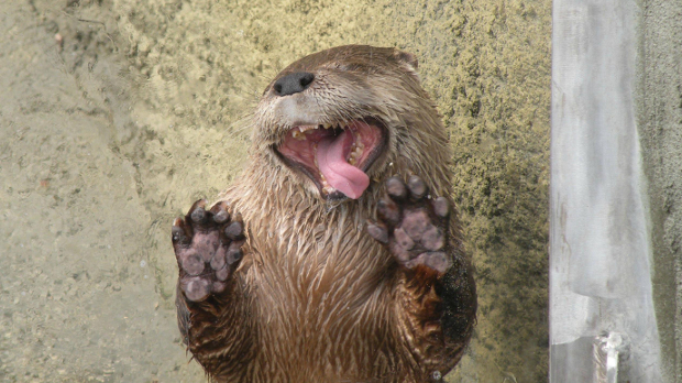 The Daily Hotness: Otter!