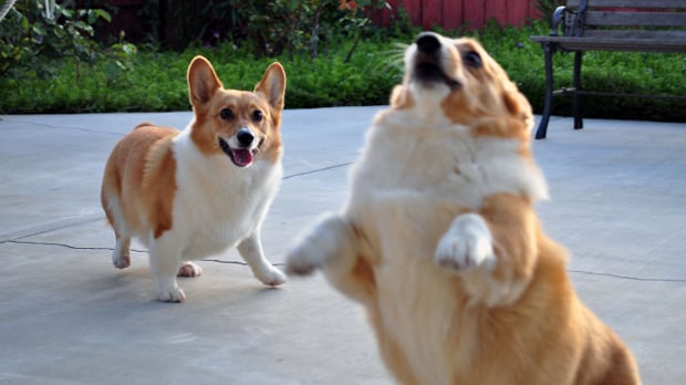 The Weekend Hotness: Corgi or not to be