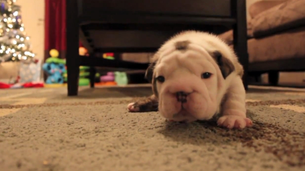 The Daily Hotness: Sassy puppy