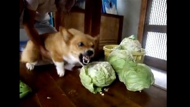 The Daily Hotness: Cabbage-eating corgi
