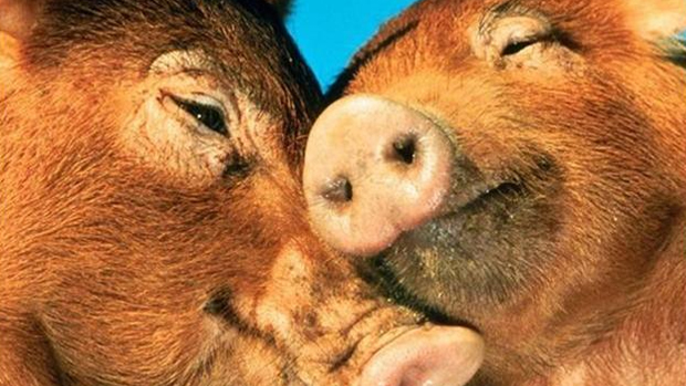 Amnesia: A Machine For Pigs slated for summer release