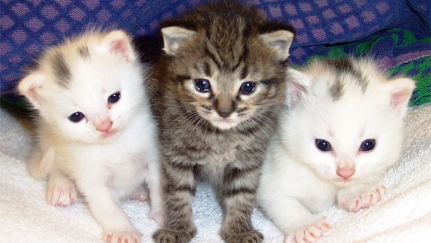 Upcoming game jam will make games for cats