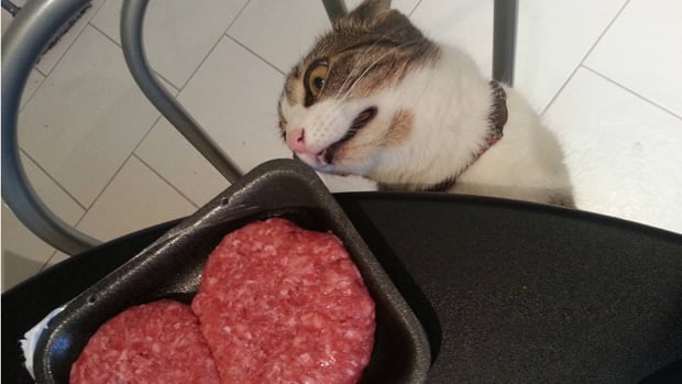 The Weekend Hotness: Cat derp