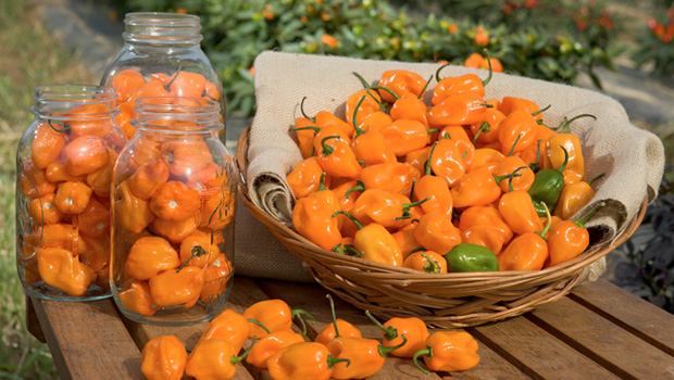 Game reviews delivered while eating habaneros