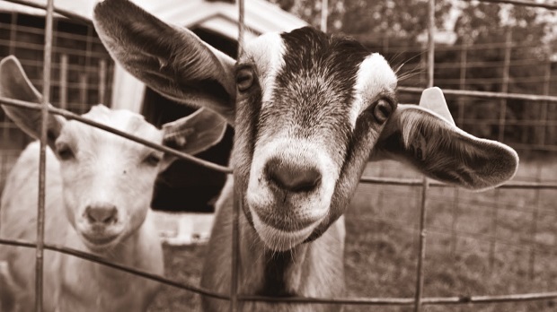 Finally, your dreams of playing as a goat have come true