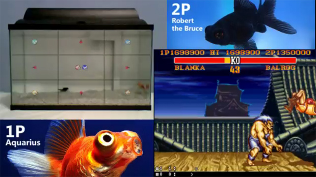 Watching fish play Street Fighter II live is actually entertaining