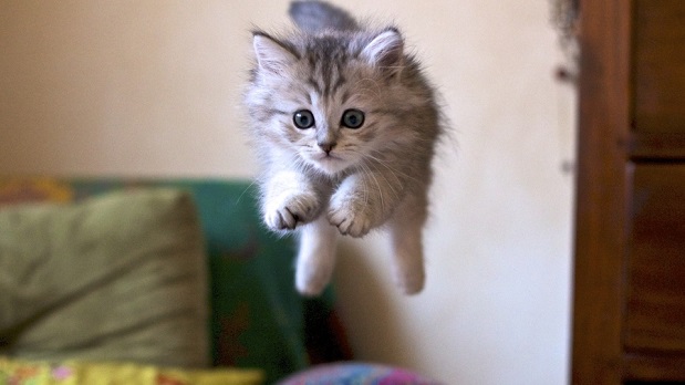 When Mario jumps, kitty jumps
