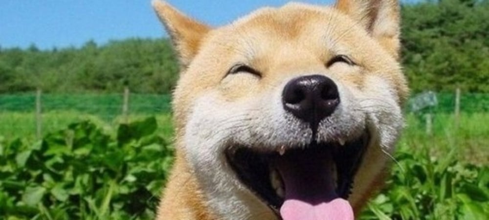 Which videogame makes you the happiest?